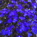1 Live Lobelia ÔStarship / Cardinal Flower BlueÕ Plant Ð 1Ð3Ó Tall in Plug Garden Plants
