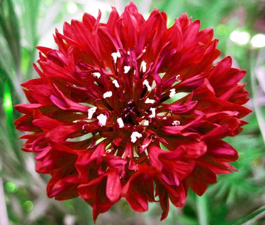 CORNFLOWER BACHELOR'S BUTTON RED Centaurea Cyanus - 5,000 Bulk Seeds Flowering Plants
