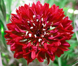 CORNFLOWER BACHELOR'S BUTTON RED Centaurea Cyanus - 5,000 Bulk Seeds Flowering Plants