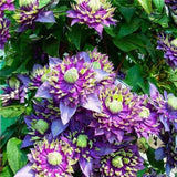 20 SEEDS Spike Purple CLEMATIS rare flower exotic vine 23 bush plant USA Seller Flowering Plants