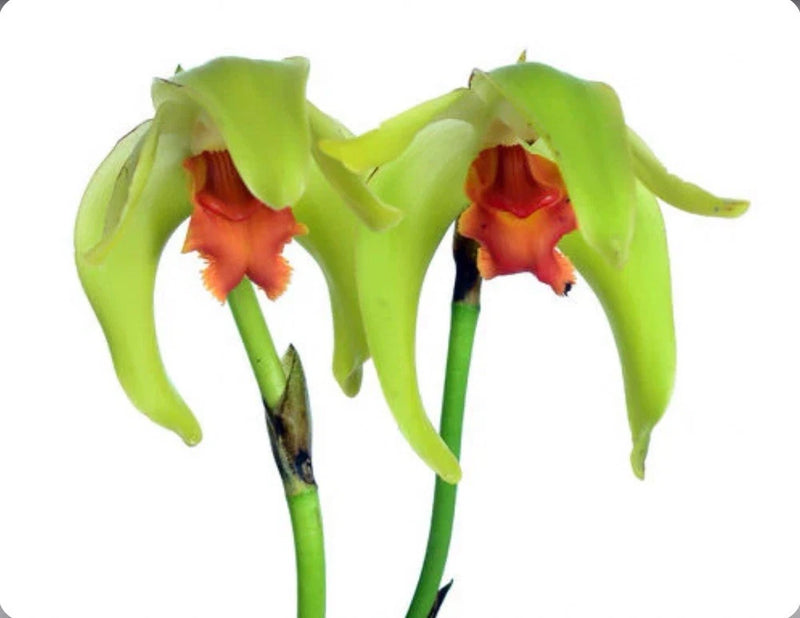 Tall green orchid blooms with orange-red throats on green stems