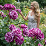 50 Striped Rose Flower Seeds Ð Purple White Variegated Garden Blooms Garden Plants
