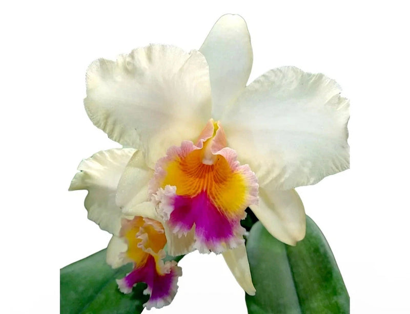 White, purple, and yellow orchid flower with ruffled petals and central orange lip