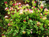 Live WINTER HONEYSUCKLE + LONICERA Fragrantissima - [3.5" Pot] - Shrubs & Bushes Flowering Plants