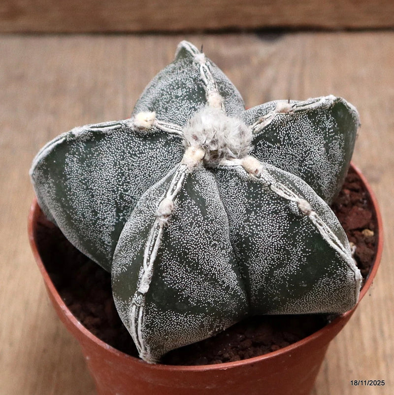 D7385 ASTROPHYTUM MYRIOSTIGMA pot10-H7-W10 cm MaMa Cactus Green Plant