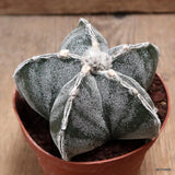 D7385 ASTROPHYTUM MYRIOSTIGMA pot10-H7-W10 cm MaMa Cactus Green Plant