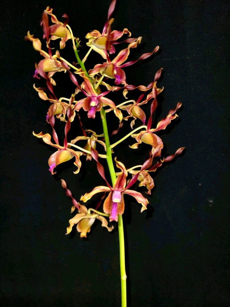 Orchid stem with clusters of yellow, pink, and purple flowers