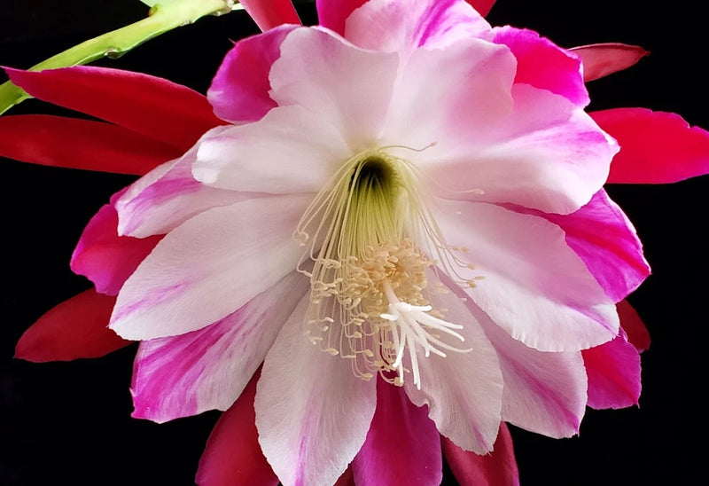 Orchid cactus flower with layered pink and white petals and pale yellow center