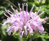 BERGAMOT WILD BEE BALM Monarda Fistulosa - 5,000 Bulk Seeds Garden Plants
