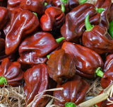 CHOCOLATE HABANERO PEPPER SEEDS 40+ CAPSICUM garden VEGETABLE FREE SHIPPING Garden Plants