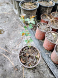 Washington Hawthorn Tree, 1 Quart Pot. Green Plant