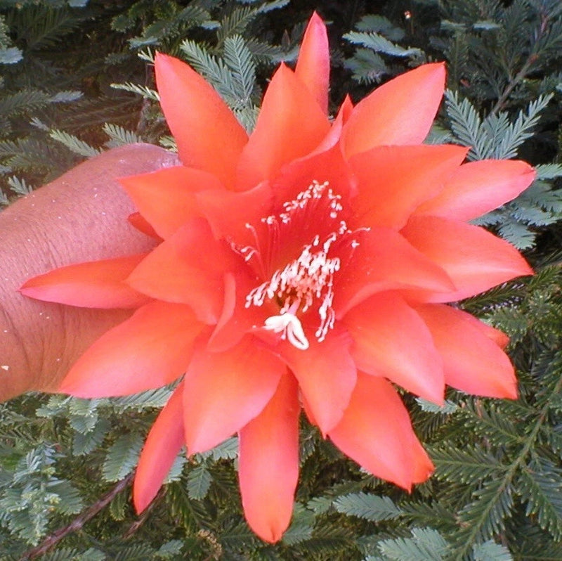 Coral pink orchid cactus flower with many pointed petals