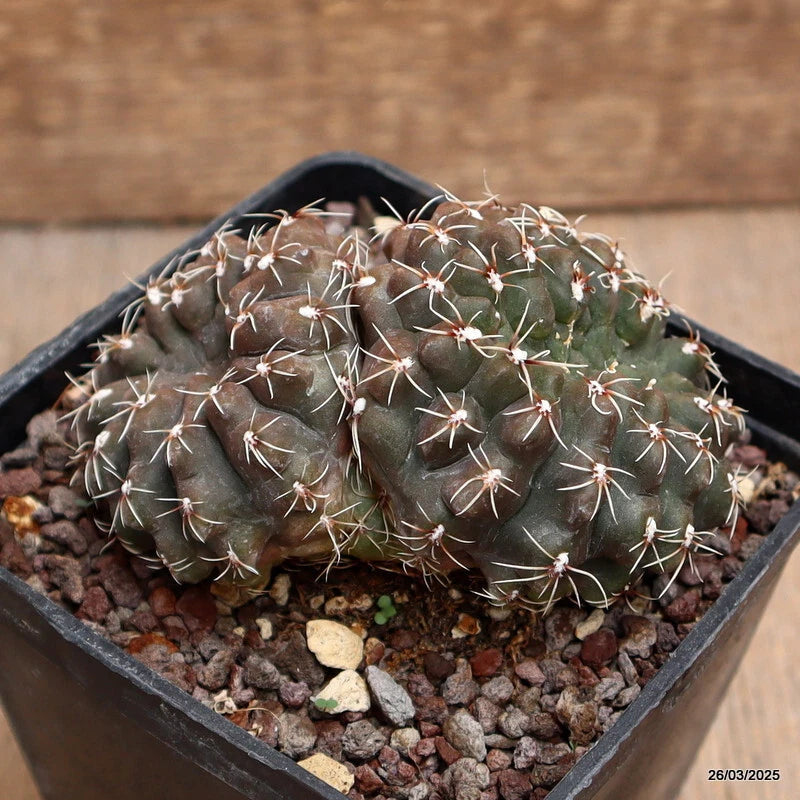 Green round cactus plant in black pot with small white spines and gravel
