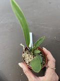 Orchid live rupicola Laelia crispilabia - bare root Orchids