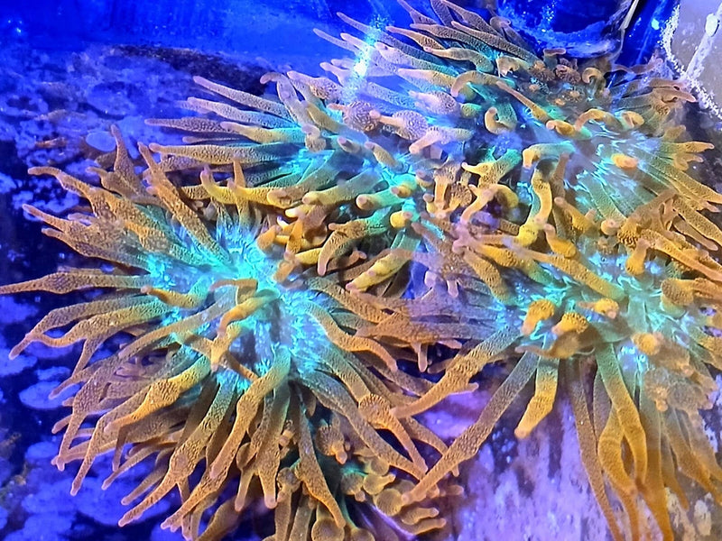 Rainbow Bubble Tip Anemone SHIPS OVERNIGHT  1-4" Live Coral RBTA Aquacultured Anemone