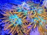 Rainbow Bubble Tip Anemone SHIPS OVERNIGHT  1-4" Live Coral RBTA Aquacultured Anemone