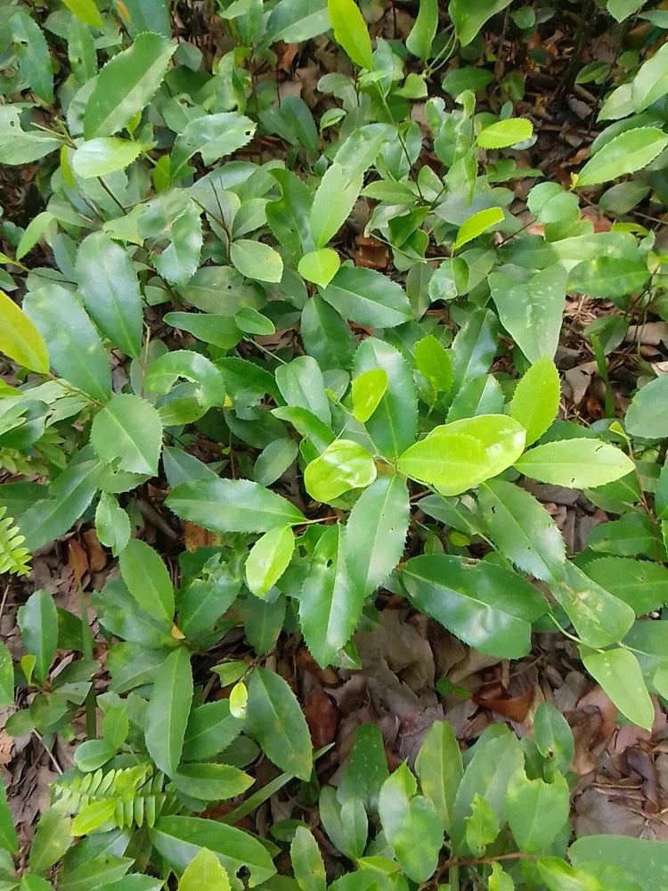 10 Rooted TX Florida Live Oak Tree Evergreen Quercus Virginiana Plants 10"-12" Green Plant