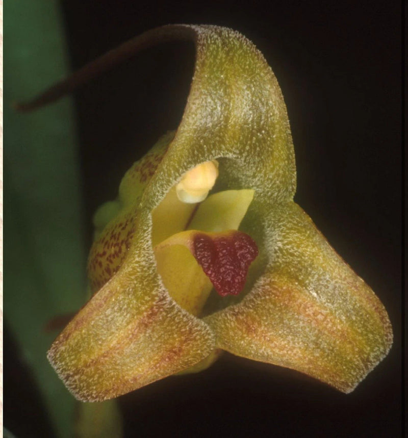 Orchid flower with fuzzy yellow-green petals and maroon heart-shaped center