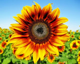 15 FIRECRACKER SUNFLOWER SEEDS - Helianthus annuus 'Firecracker' Flowering Plants