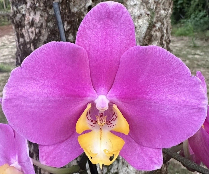 Purple orchid flower with yellow center lip on orchid plant