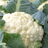 CAULIFLOWER SNOWBALL Y IMPROVED 250 SEEDS FRESH FOR GARDENS Garden Plants
