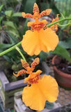 Oncidium Gower Ramsey ÔOrange DelightÕ 4