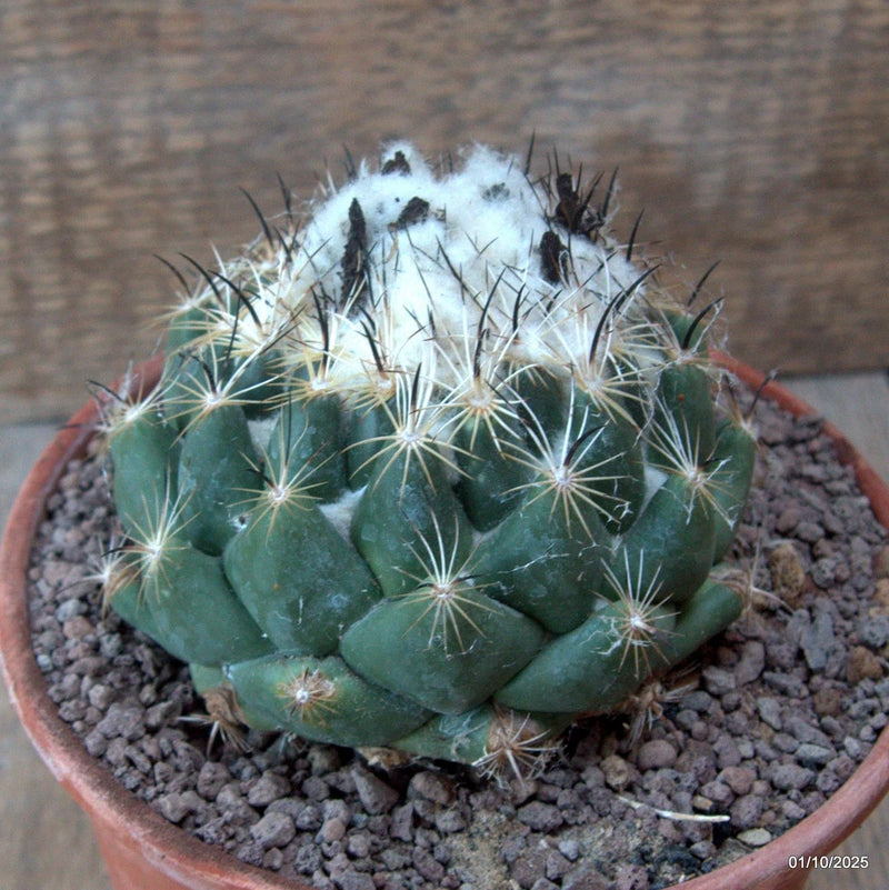 D6764 CORYPHANTHA CORNIFERA pot15-H8-W11 cm MaMa Cactus Green Plant