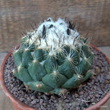 D6764 CORYPHANTHA CORNIFERA pot15-H8-W11 cm MaMa Cactus Green Plant