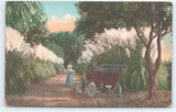 Postcard Pampas Grass in  California Early 1900's Vintage Car Man & Woman Pampas Grass