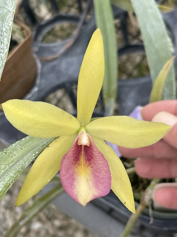 Orchid live Lc. Gold digger x Bras. perrinii - potted Orchids