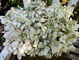 11 Dried Hydrangea Flowers Light Green,  Cream, Burgundy  Primitives SECONDS Hydrangea