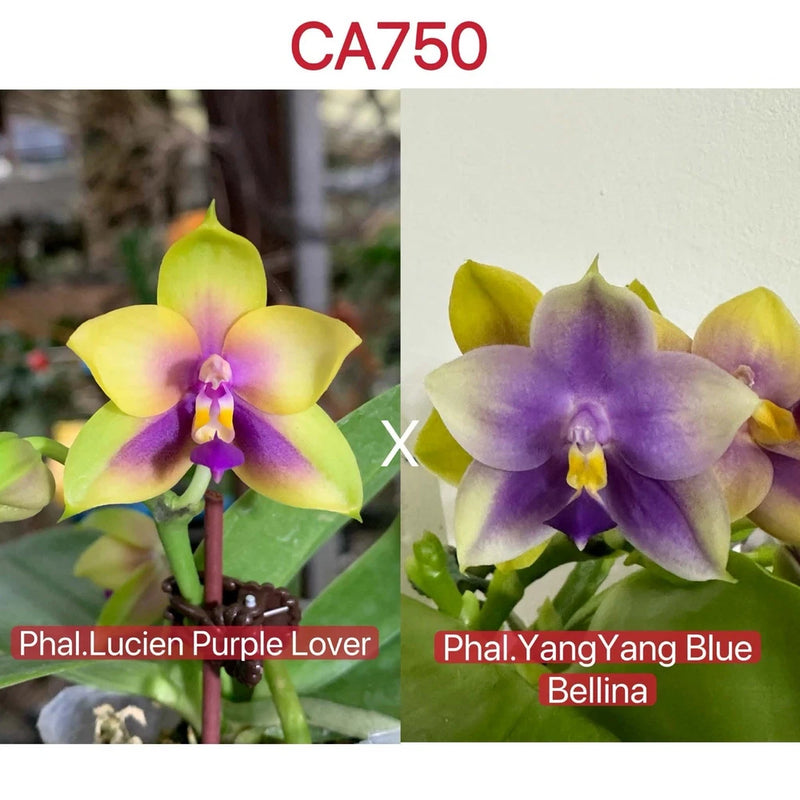 Purple and yellow Phalaenopsis orchid blooms with ruffled petals and yellow centers