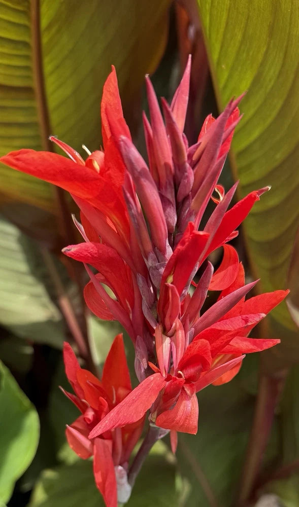 7 Pack - Giant Red Musifolia Canna Lily Rhizomes, 8-12ft Tall! Green Plant