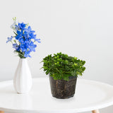 6 Pcs Clear Plastic Orchid Flower Pots with Drainage Holes for Garden Planting Garden Plants