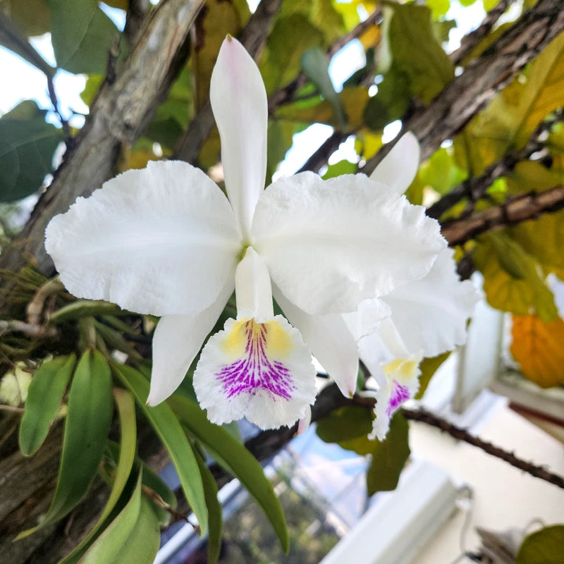 White Cattleya orchid with purple-striped throat and magenta lip