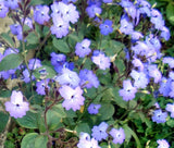 BROWALLIA Browallia Americana - 1,000 Bulk Seeds Garden Plants