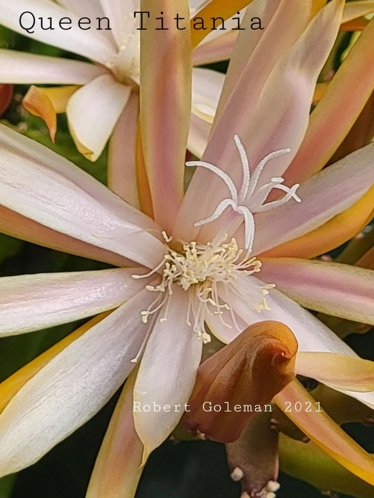 Orchid cactus bloom with pale pink and white layered petals and visible stamens
