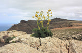 15 GIANT FENNEL Ferula Communis Gigantea Yellow Flower Herb Seeds Flowering Plants