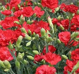 Carnation Seeds 50 Carnation Grenadin Scarlet Seeds Nursery Seeds Carnation