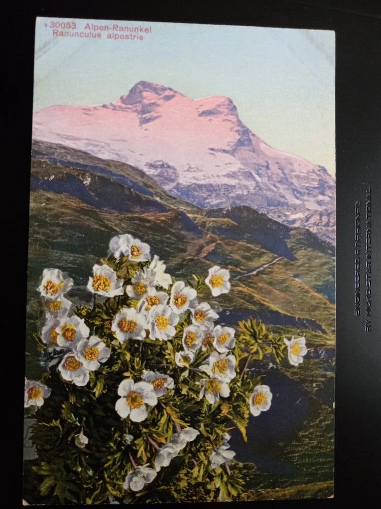 ALPEN RANUNKEL ~ RANUNCULUS ALPESTRIS FLOWER POSTCARD Swiss Alps Mountain Flower Ranunculus