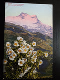 ALPEN RANUNKEL ~ RANUNCULUS ALPESTRIS FLOWER POSTCARD Swiss Alps Mountain Flower Ranunculus