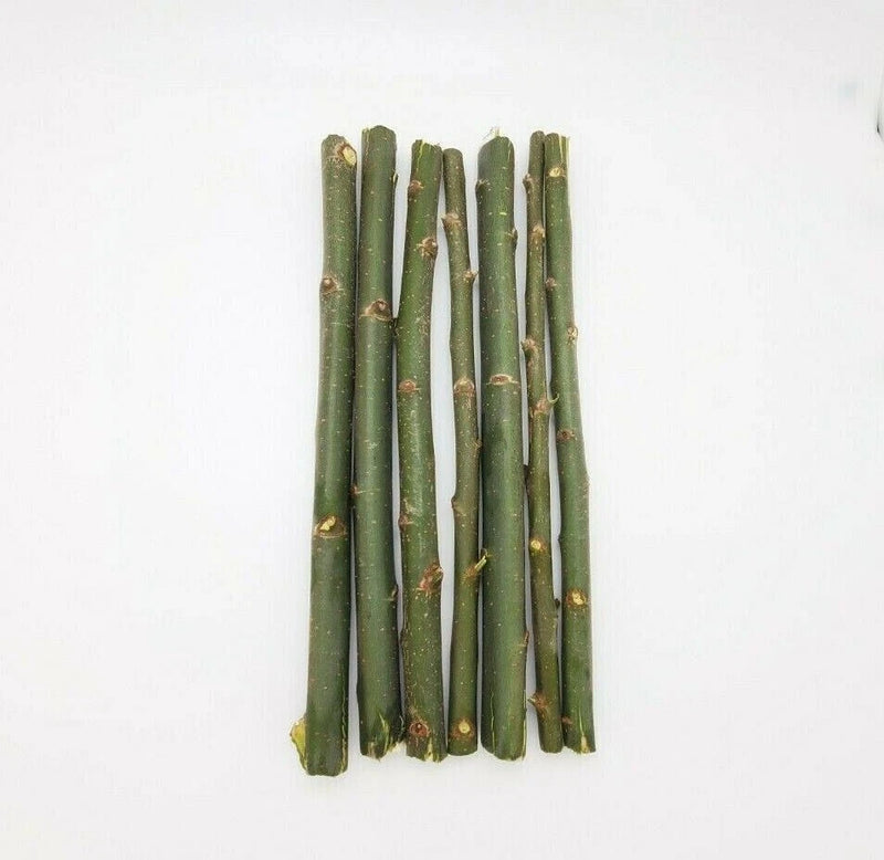 20 Austree Hybrid Willow Tree Cuttings Fast Growing Aussie For Direct Planting Green Plant