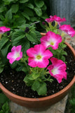 288 PETUNIA MADNESS ROSE MORN Live Plants Plugs Garden Planters AV Garden Plants