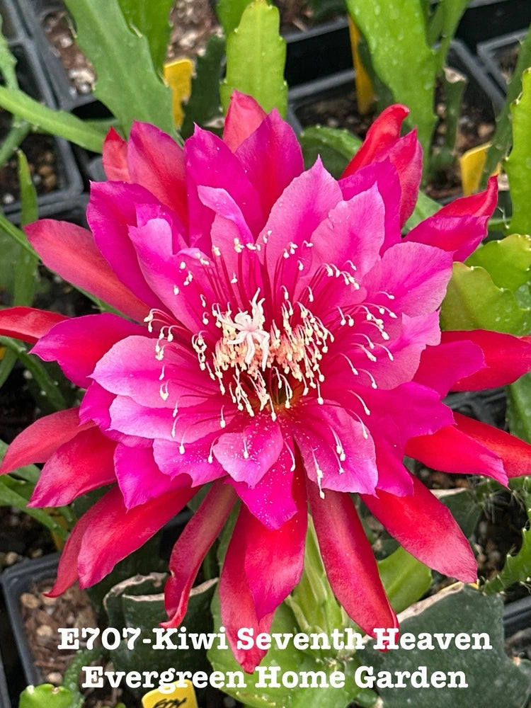 Orchid cactus plant with vibrant pink flower and green stems in starter pot