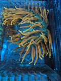 Key Island Sang Lee Colorado Sunburst  Anemone 6Ó CSB Nem WYSWYG Anemone