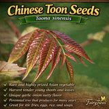Chinese Toon Seeds (Toona sinensis) Ð Rare Asian Vegetable Tree Edible Leaves Garden Plants