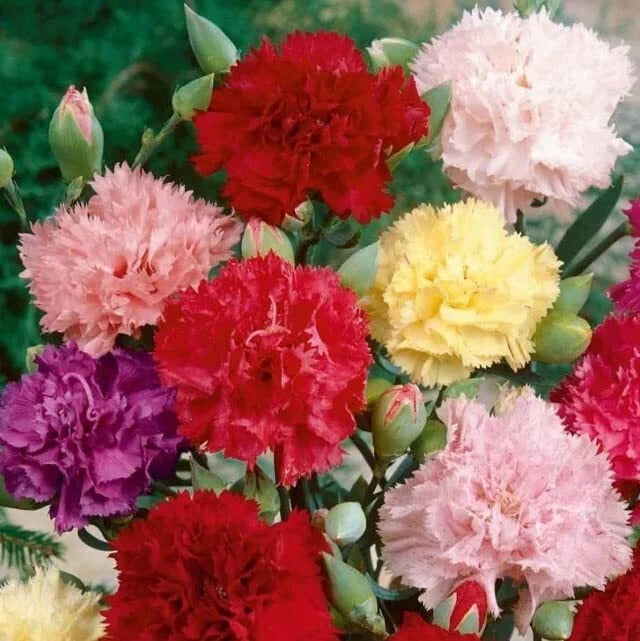 Carnation Flower Seeds for Planting, Chabaud Mix (100 Seeds) - Easy to Grow Gard Carnation