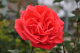 5  Garden Red Rose Cuttings Ready To Plant and Root Garden Plants