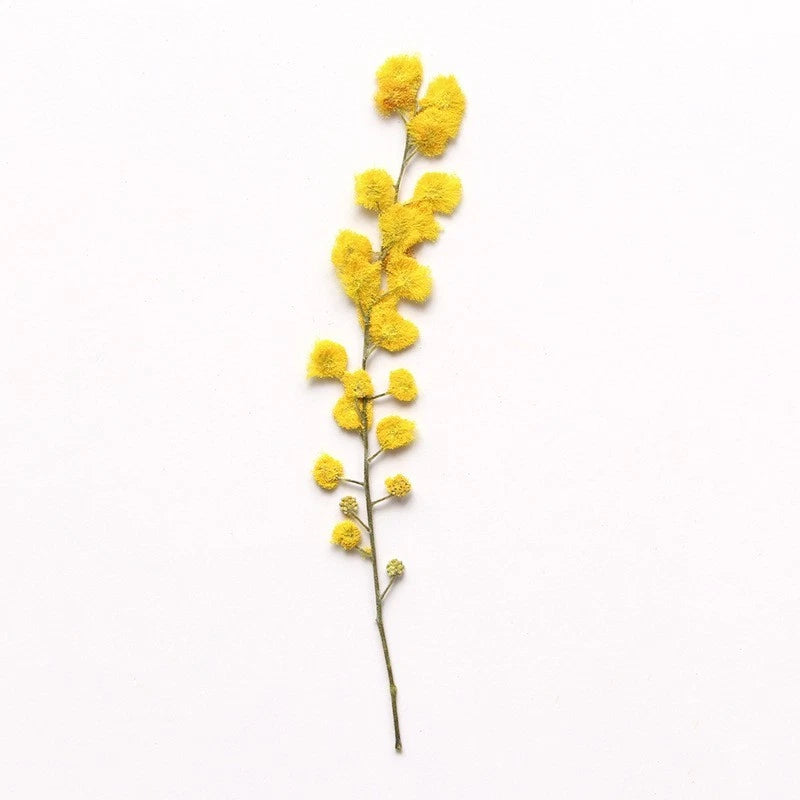 Pressed dried yellow flower stem with small clustered blooms