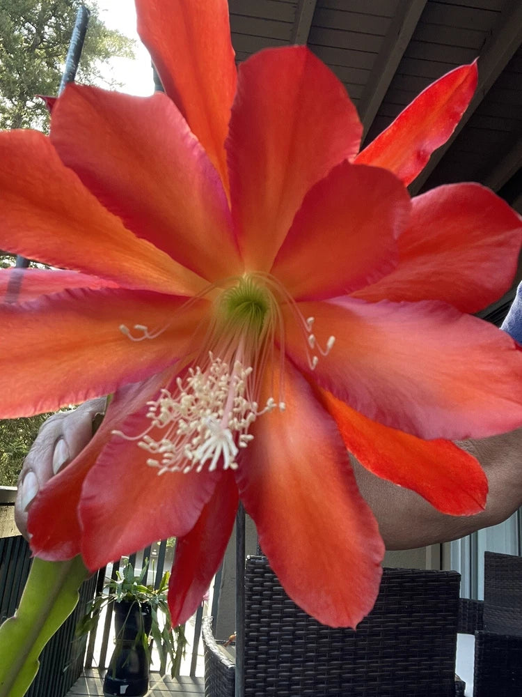 Epiphyllum orchid cactus bloom with large orange-red petals and central stamens